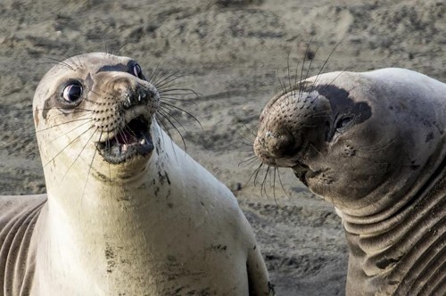 Focas.jpg