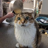 gatosorprendio