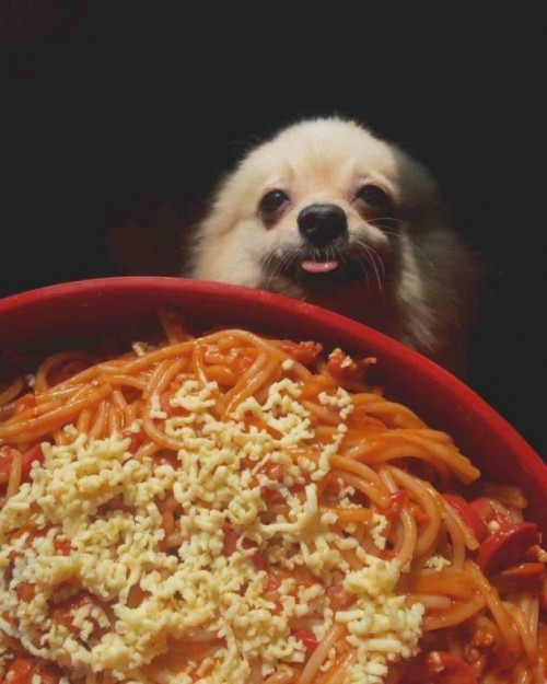 perromuytranquilo.jpg