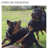 9dde2441b7ecd442ce9096fd973f9957