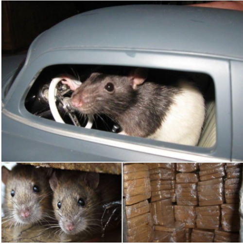 ratanarco.png