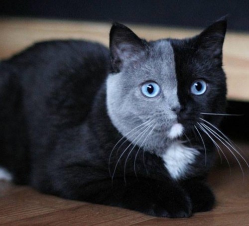 alguien-tiene-un-gato-parecido-a-este.jpg