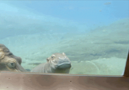 un hipopotamo bebe viendo la camara