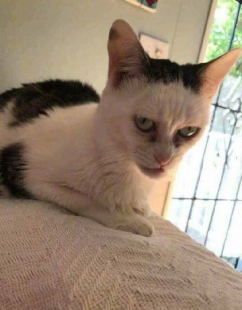 la-cara-del-gato-jajjaj.jpg