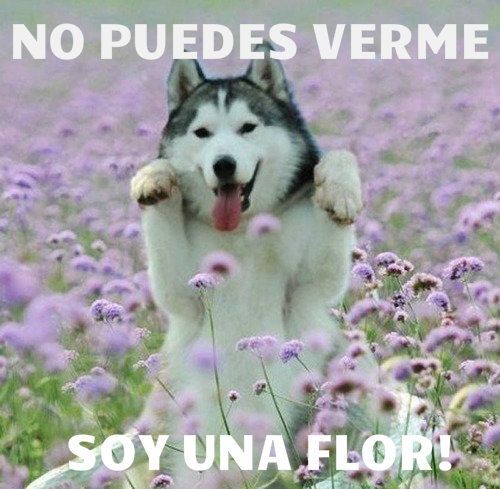no-puedes-verme-soy-una-flor.jpg