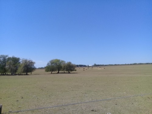 campo.jpg