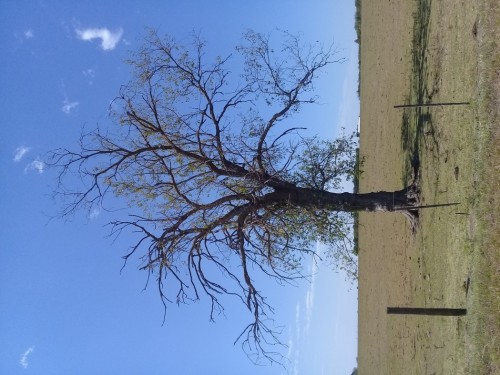 arbol-de-la-vida.jpg