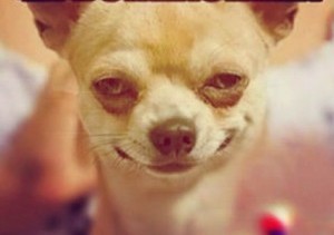 este-perro-se-fumo-algo-a-mi-no-me-jodan.jpg