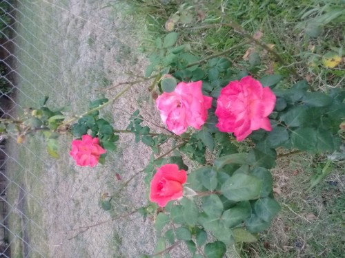 rosas-rosadas.jpg