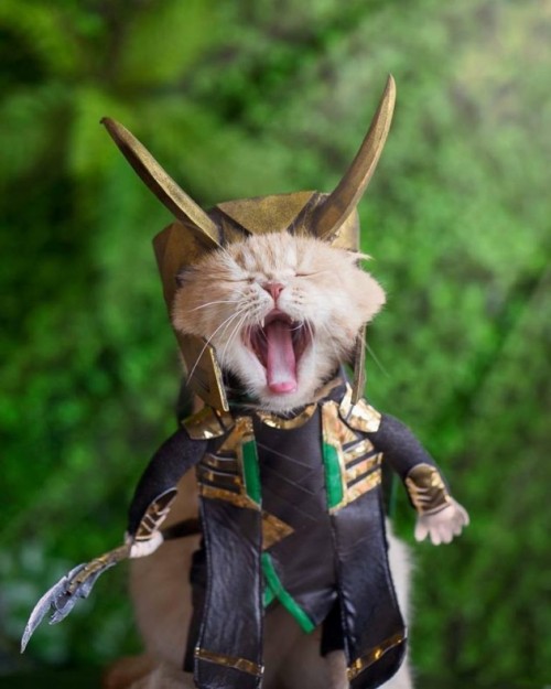 gatita.jpg