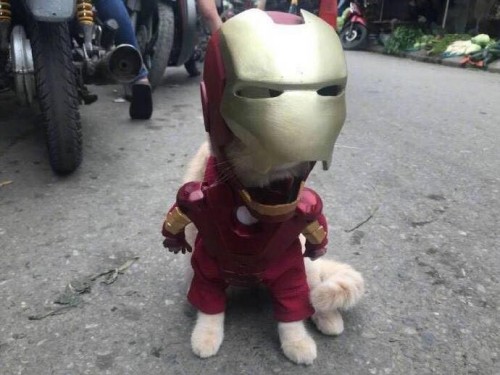 iron-gato.jpg
