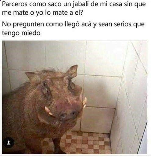 parceros-como-saco-un-jabali-de-mi-casa-sin-que-mae-mate-o-yo-mate-a-el.jpg