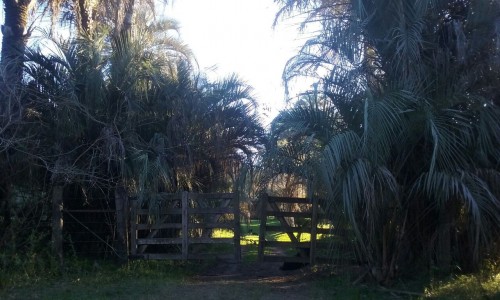 entrada-con-palmeras.jpg