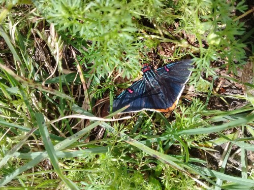 mariposa-muy-rara.jpg