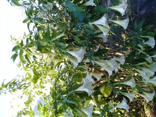 planta-de-floripon.jpg