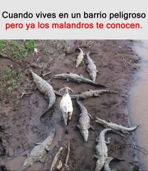 cuando-vives-en-un-barrio-peligroso-pero-los-malandros-te-conocen.jpg
