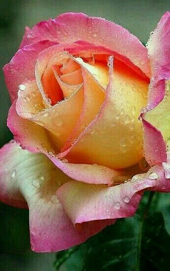 flor-de-rosa-con-colores-rosados-y-amarillos.jpg