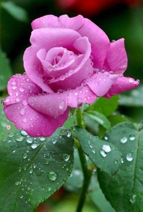 flor-rosada-muy-linda.jpg