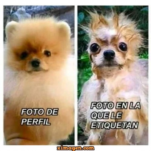 perro.jpg
