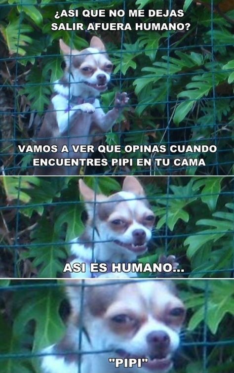 el-perro-que-se-va-vengar.jpg