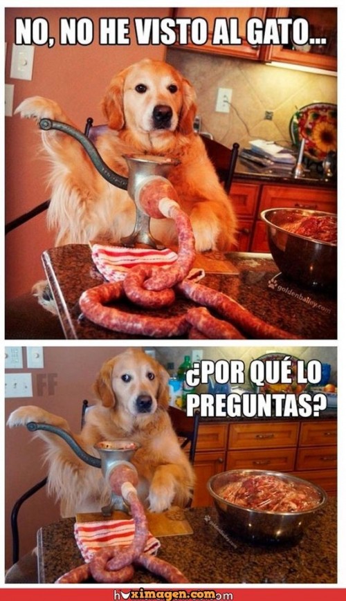 viste-el-gato-no-no-porque.jpg