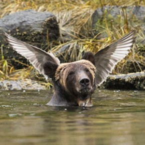 comedy-wildlife-photography-awards-best-photos-thumb290.jpg