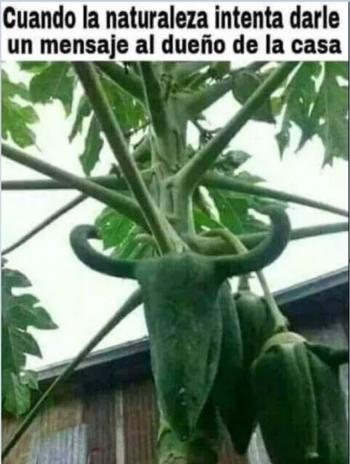 cuando-la-naturaleza-intenta-darle-un-mensaje-al-dueno-de-la-casa.png