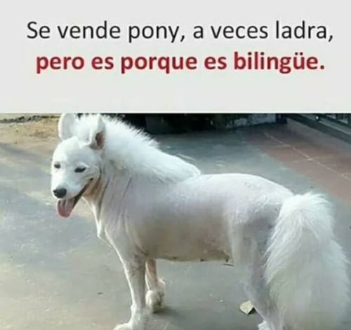 se-vende-pony.png