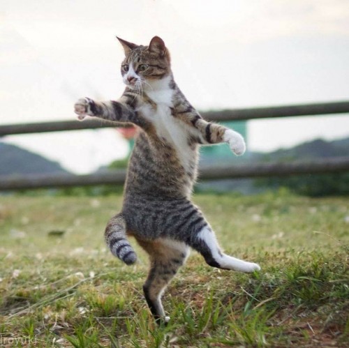 cat.jpg