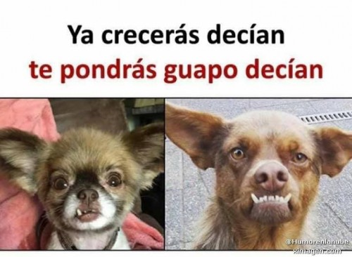 memes-de-perros.jpg