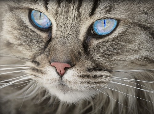 cat-1508613_1920.jpg