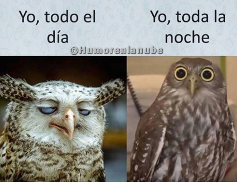 yo-todo-el-dia.jpg