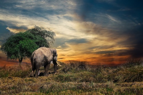 elephant-2729413_1920.jpg