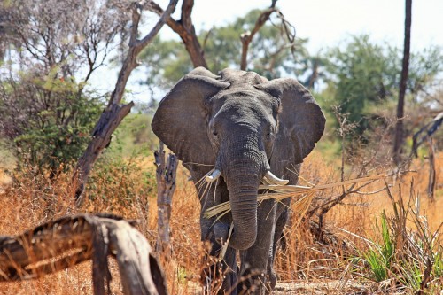 elephant-518186_1920.jpg