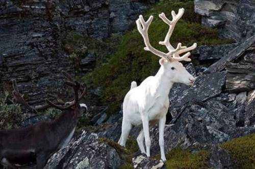 ciervo-albino.jpg