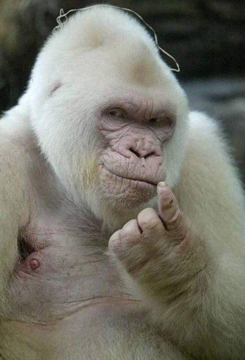 gorila-albino.jpg