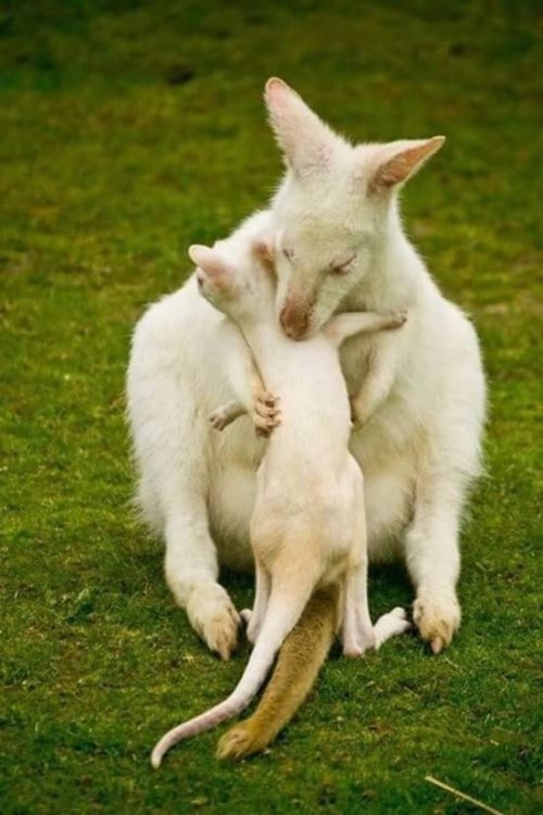 kanguro-albino.jpg