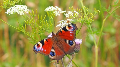 mariposa-roja.jpg