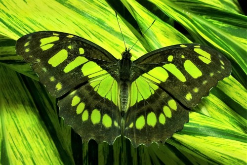 mariposa-verde.jpg