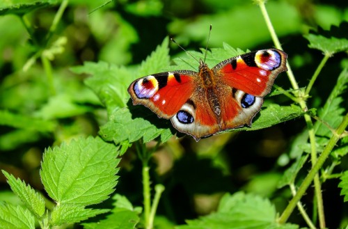 mariposas-rojas.jpg