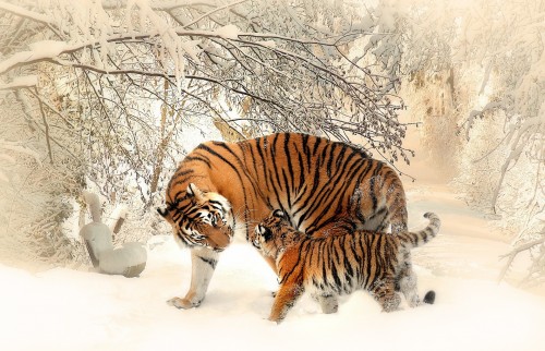 tiger-591359_1920.jpg