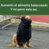 meme-perro-piquetero