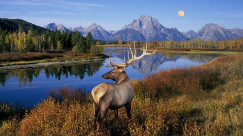 river-in-the-forest-moon.jpg
