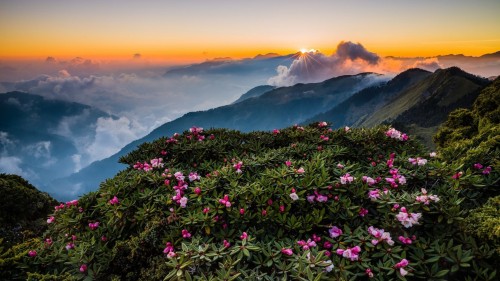 slopes-bush.jpg