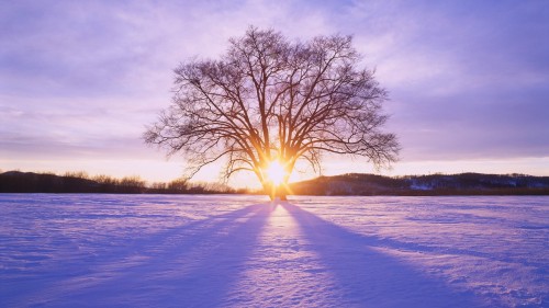 tree-and-sun.jpg