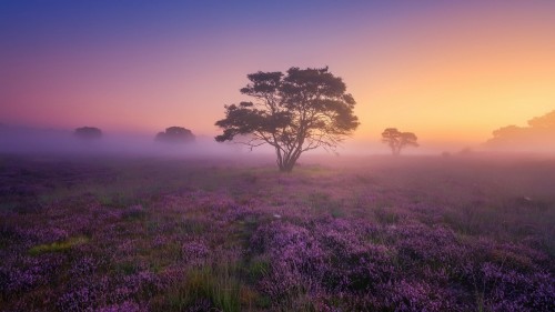 field-fog-morning.jpg