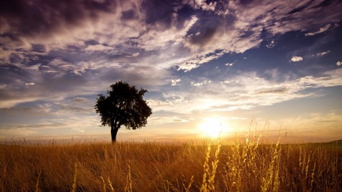 horizon-stems-tree.jpg