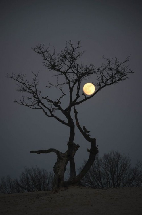 paisajes-con-arboles.jpg