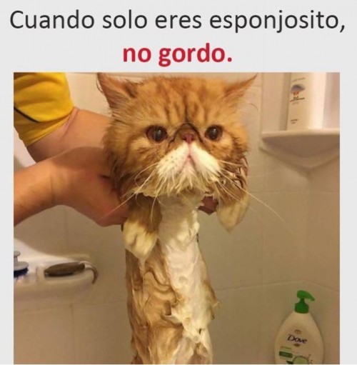 cuando-solo-eres-sponjosito-no-gordo.jpg
