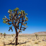 desert_tree_vegetation